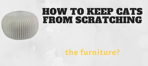 How to keep cats from scratching the furniture?